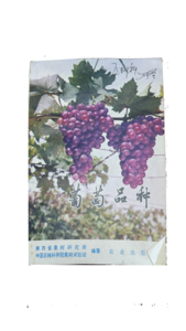 葡萄品种